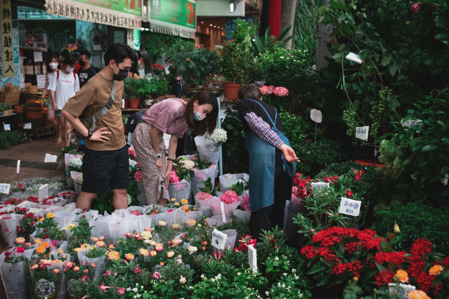 Detailed close-up of healthy plant foliage demonstrating proper care techniques